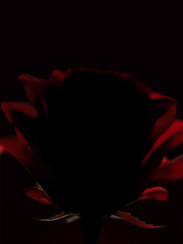 Лімітований набір косметики SHEGLAM Ember Rose collection